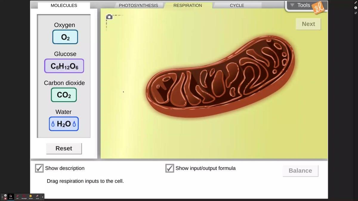 Cell Respiration Gizmo