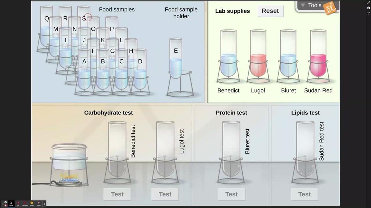 Identifying Nutrients - Samples E, R, and N
