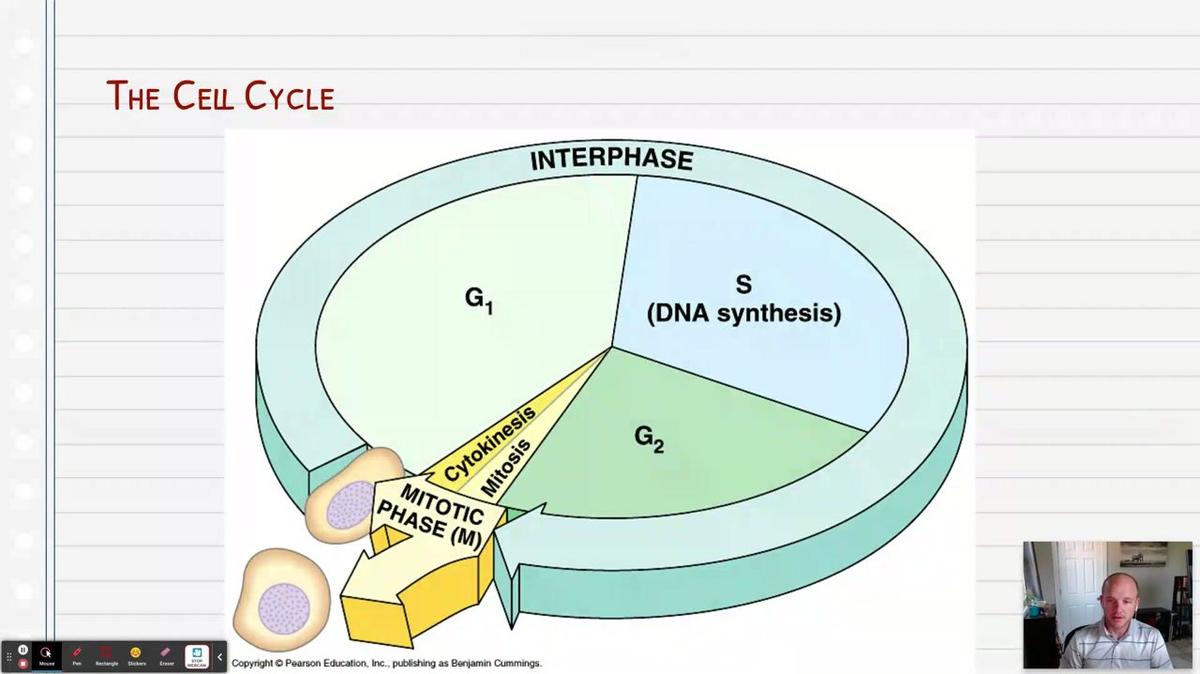 Topic 7: Cell Cycle Overview