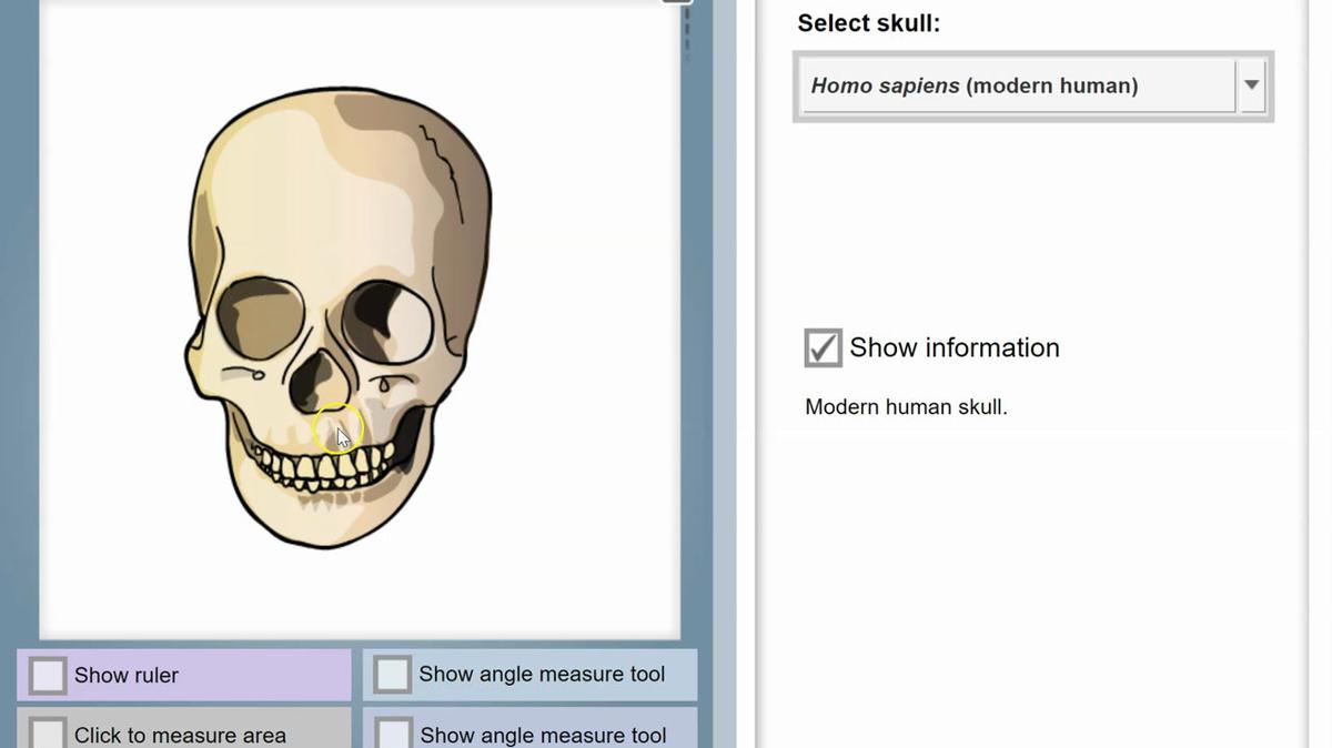 Hominid Skull Analysis Gizmo Introduction.mp4