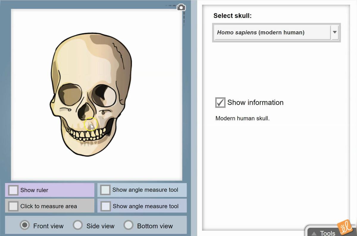 Hominid Skull Analysis Gizmo Introduction.mp4