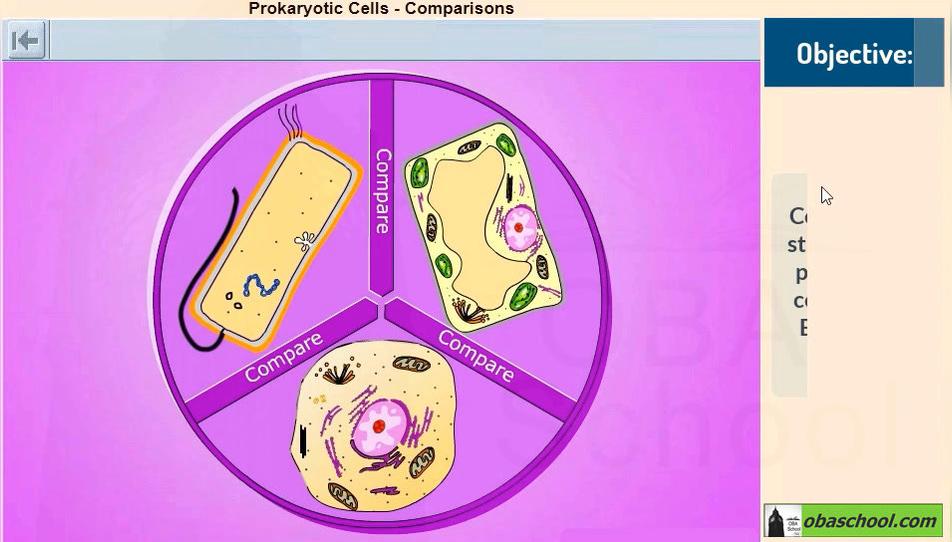 Simulation- GCSE Biology - Eukaryotic and Prokaryotic Cells: Comparison