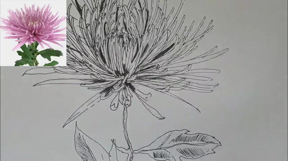 Medatative  Drawing  of  an Anastsia Spider Flower