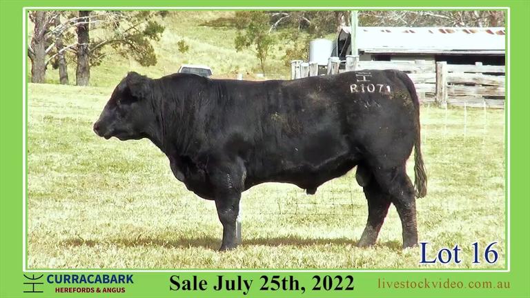 Lot 16 Curracabark 2022