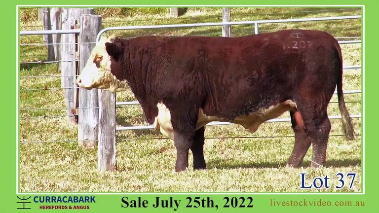 Lot 37 Curracabark 2022