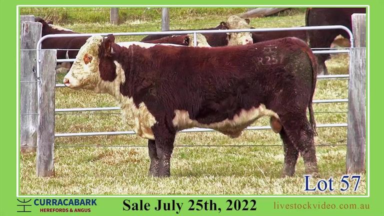 Lot 57 Curracabark 2022