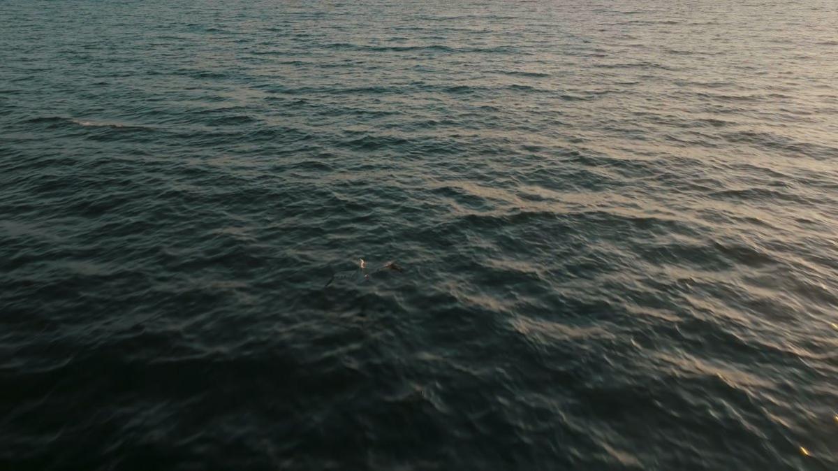 Costa Rica Sea Flying Pelican