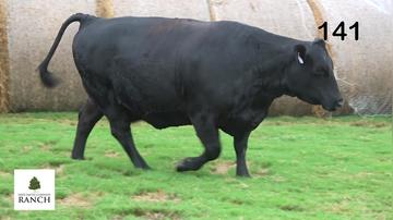 Lot 141 E146