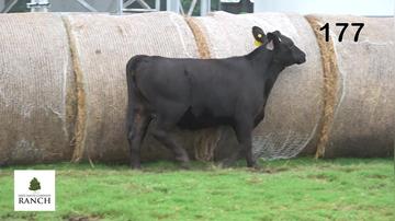 Lot 177 M308