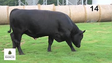 Lot 14 M055