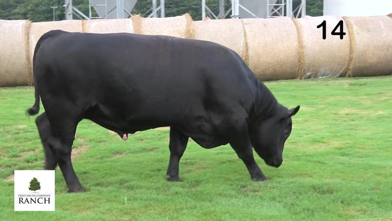 Lot 14 M055