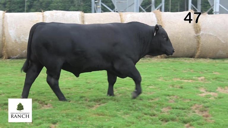 Lot 47 L365