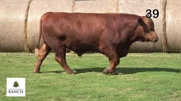 Lot 39 M093