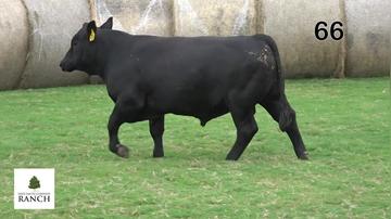 Lot 66 M280