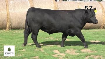 Lot 57 M159