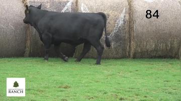 Lot 84 M228