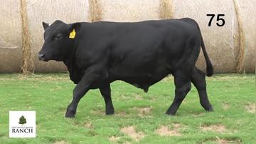 Lot 75 M298
