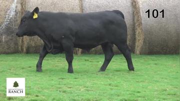 Lot 101 M254