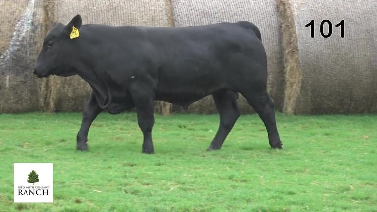 Lot 101 M254
