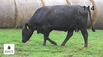 Lot 114 L246