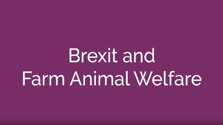 Brexit and Farm Animal Welfare
