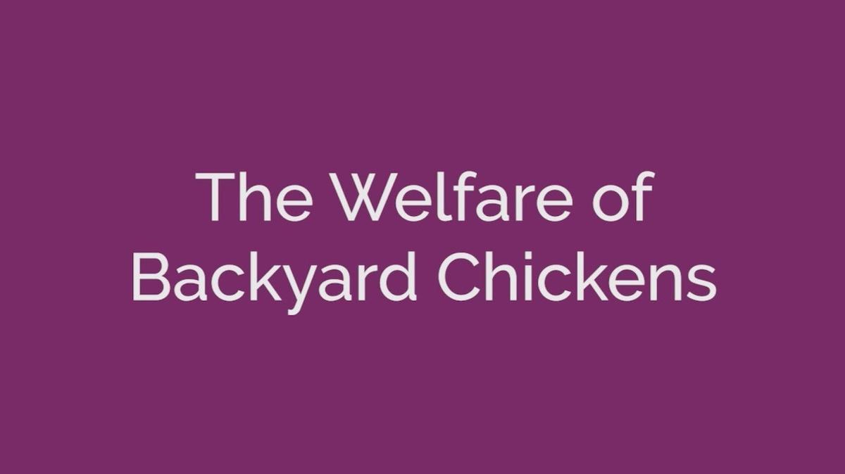 The Welfare of Backyard Chickens