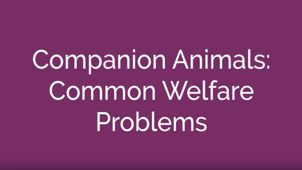 Companion Animals: Common Welfare Problems