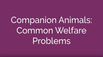 Companion Animals: Common Welfare Problems
