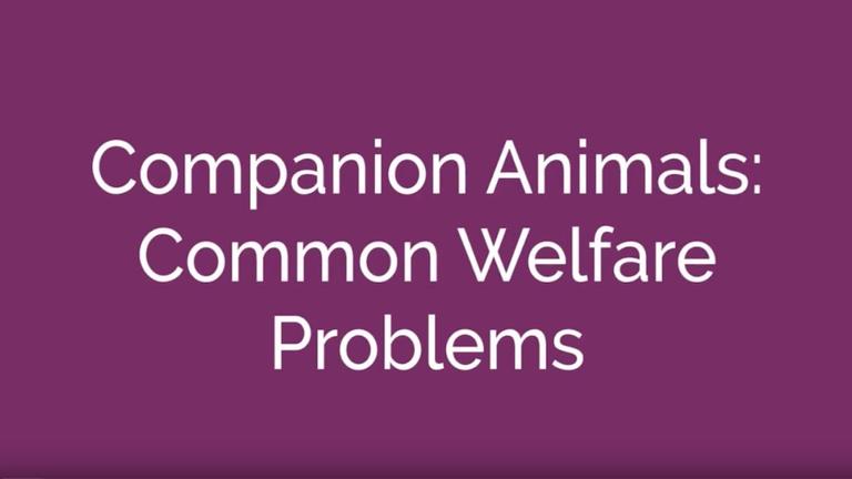 Companion Animals: Common Welfare Problems