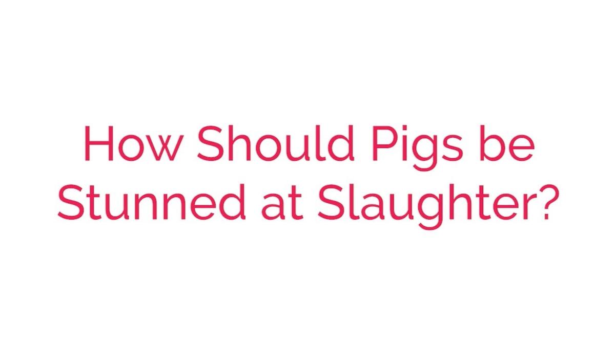 How Should Pigs be Stunned at Slaughter?