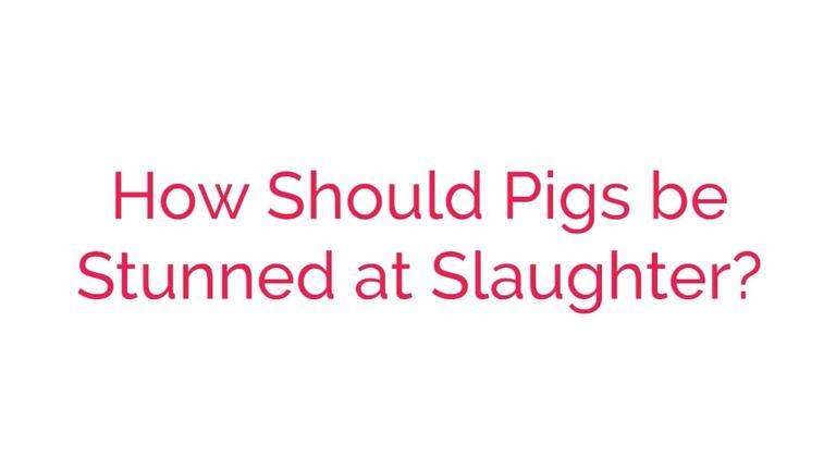 How Should Pigs be Stunned at Slaughter?