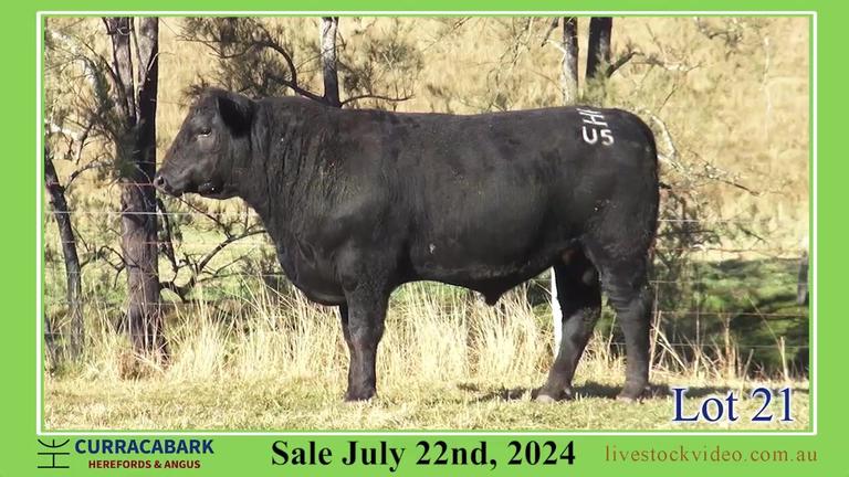 Lot 21