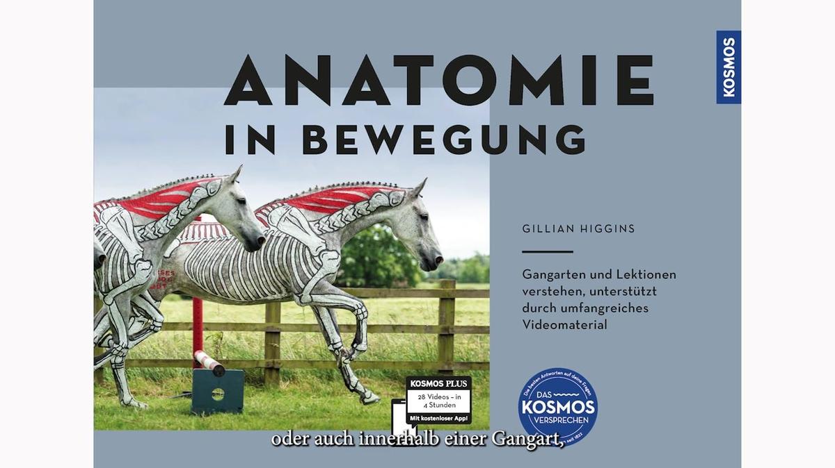 015 Übergänge – Higgins, Anatomie in Bewegung