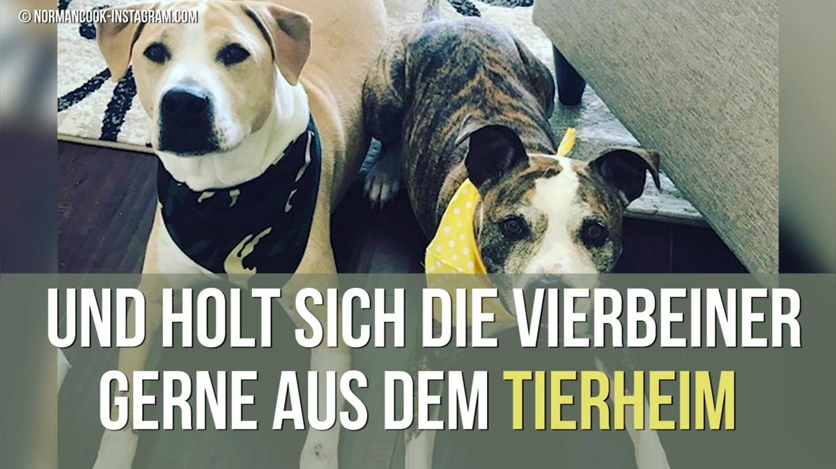 Stars und ihre Haustiere
