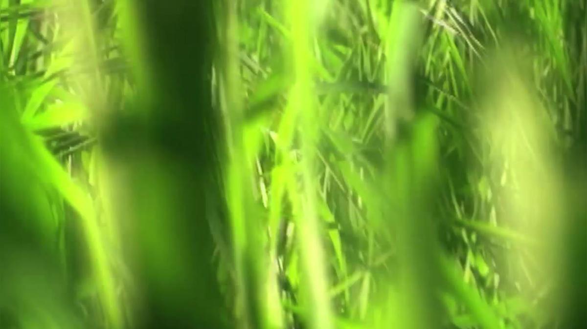 Landscaping Service in Carnesville GA, RJ&#39;s Tree &amp; Lawn Service