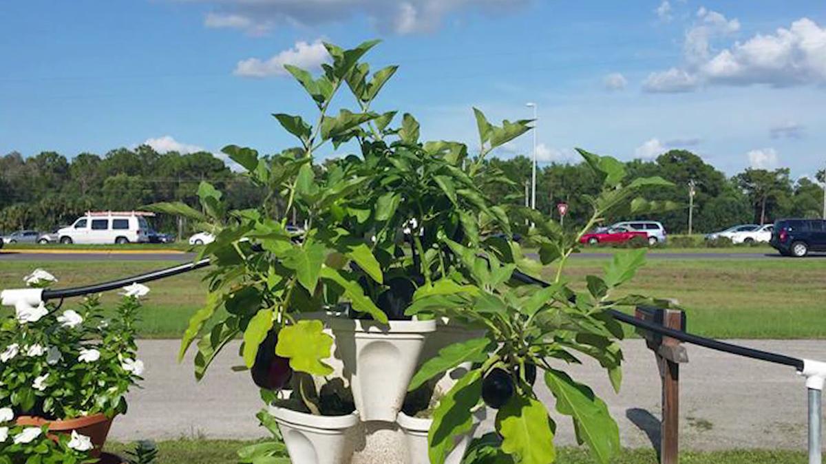 Hydroponic Supplies in North Fort Myers FL, Green Thumb Hydroponic Supplies