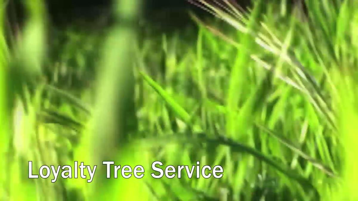 Tree Services in Roselle Park NJ, Loyalty Tree Service