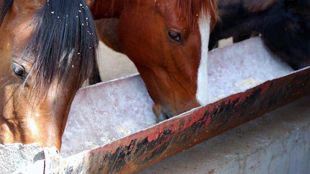 Feed and Farm Supply in Harleysville PA, Harleysville Feed, Inc