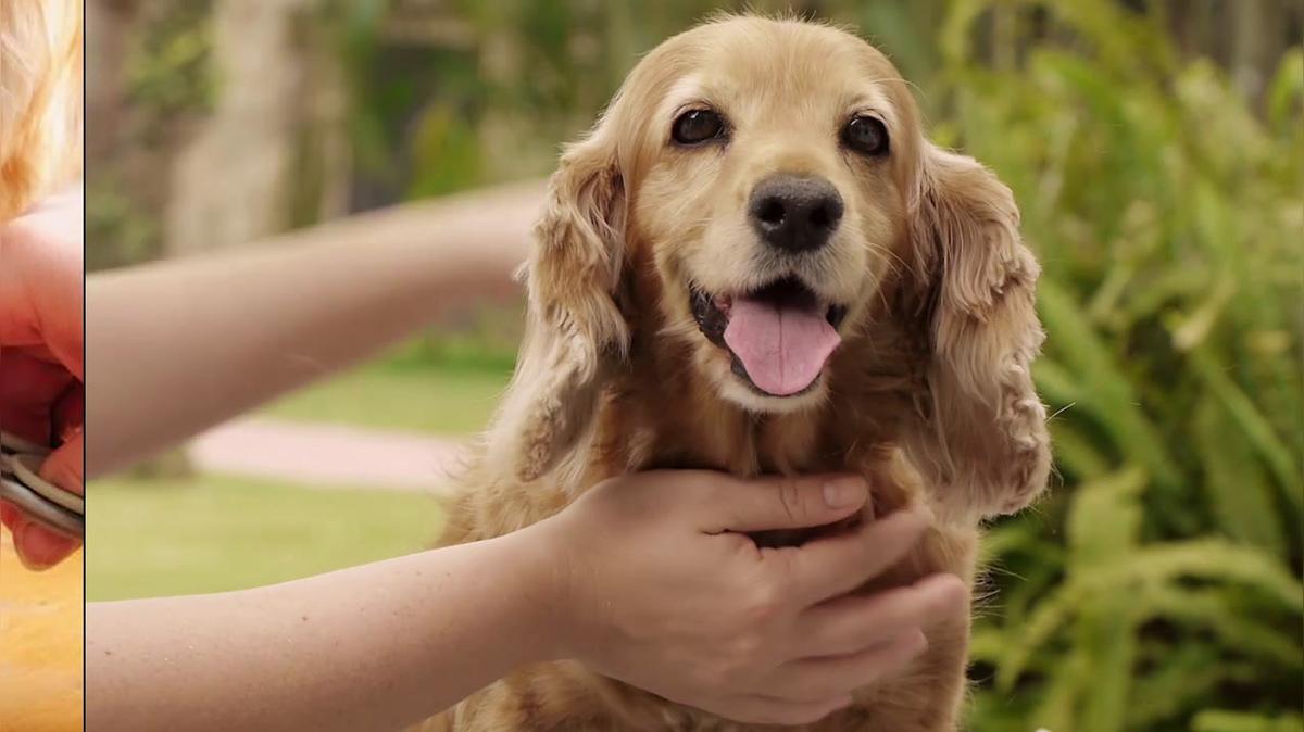 Pet Grooming in Carencro LA, Melancon Pet Grooming