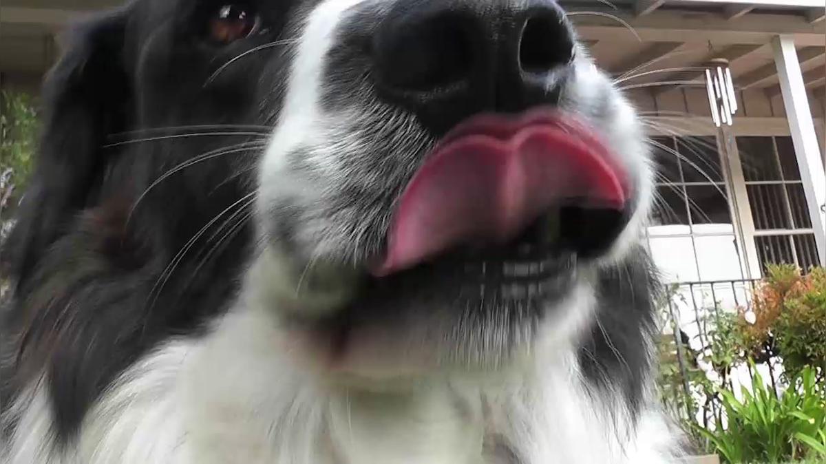 Veterinarian in Kansas City MO, Countryside Animal Clinic