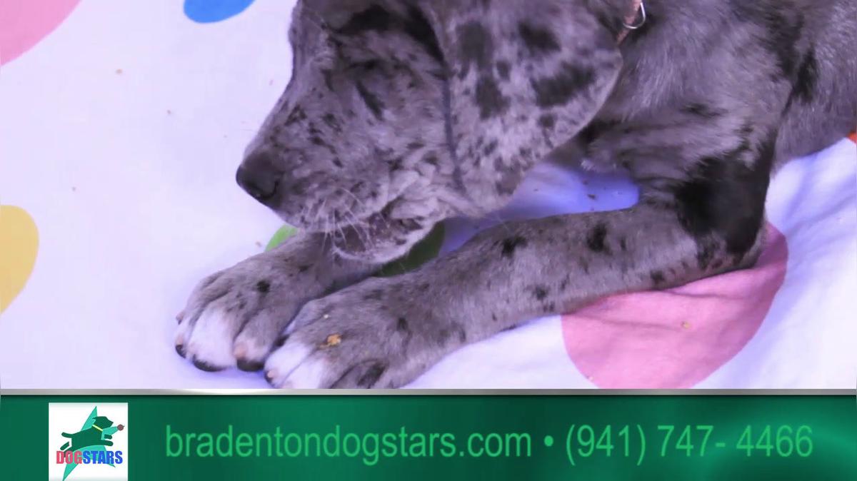 Dog Boarding in Bradenton FL, Bradenton DogStars LLC