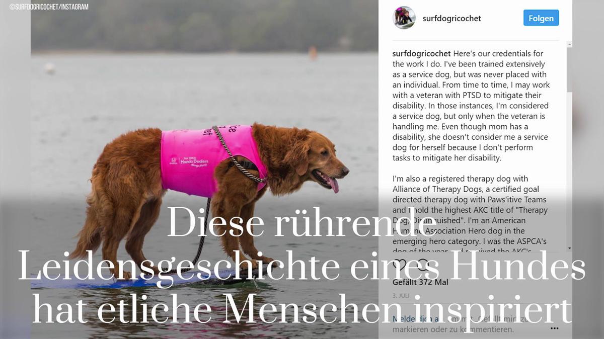 Ricochet der surfende Hund