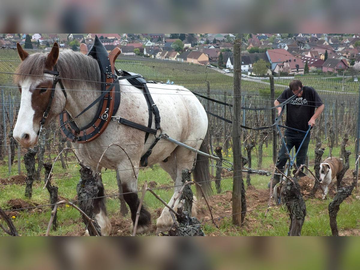 Biodynamic Farming at Domaine Barmes-Buecher