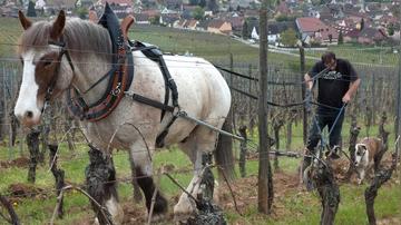 Biodynamic Farming at Domaine Barmes-Buecher