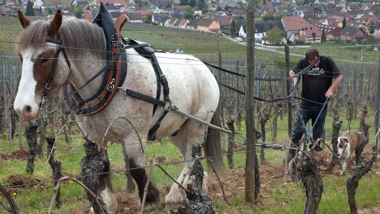 Biodynamic Farming at Domaine Barmes-Buecher