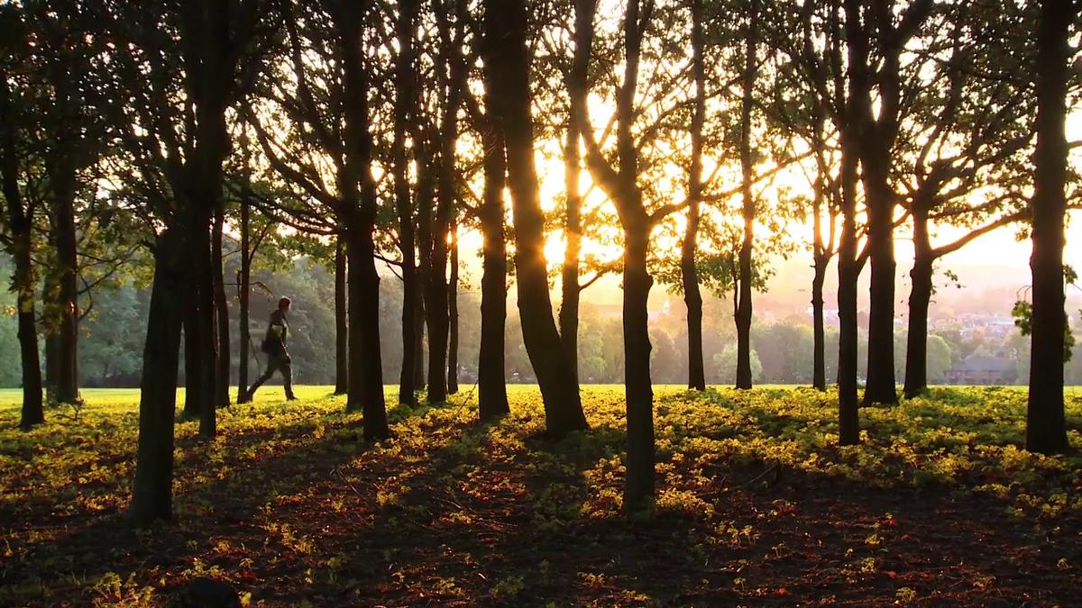 Trees at Sunset