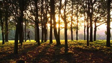 Trees at Sunset