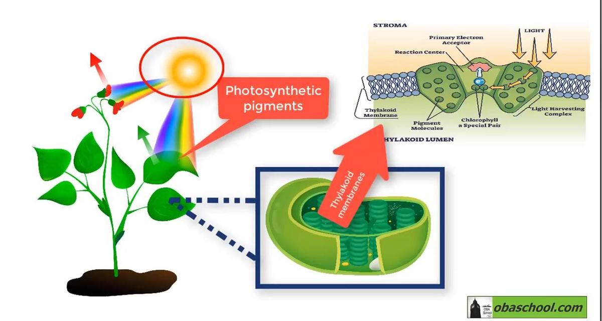 RP - Biology - Leaf Pigments Investigation - Equipment Preparation and Safety Precautions