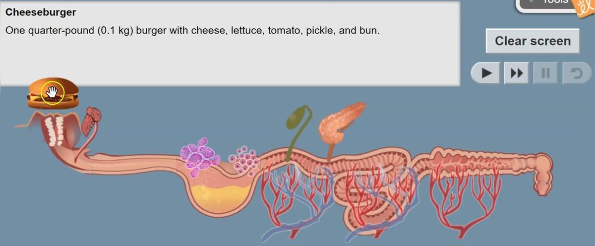 Digestion Process