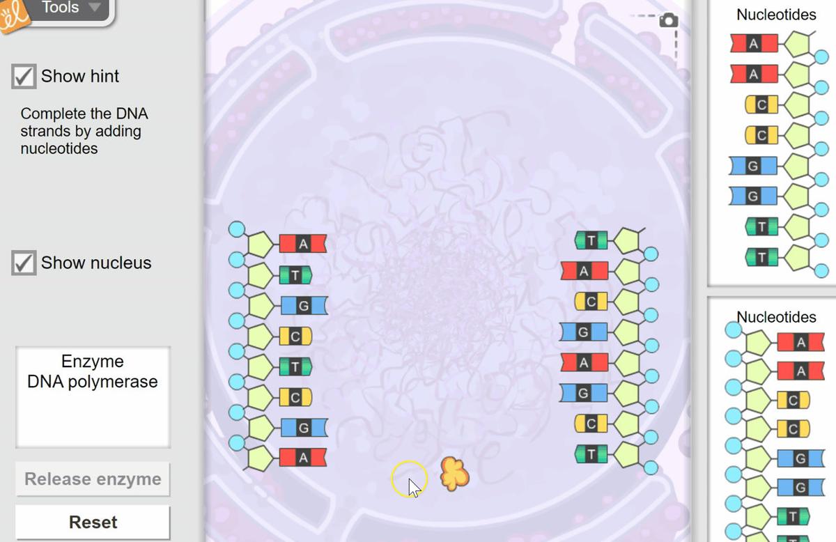 Step #2 - DNA Polymerase